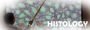 MBBS B12 Histology Photo collection