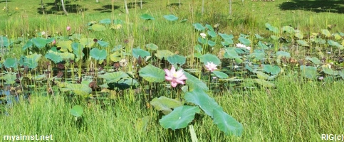 aimst lotus pond
