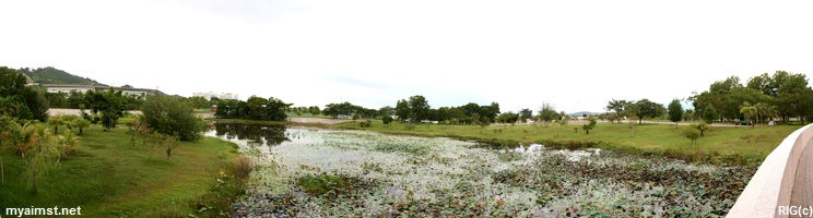 aimst lotus pond