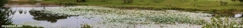 aimst lotus pond