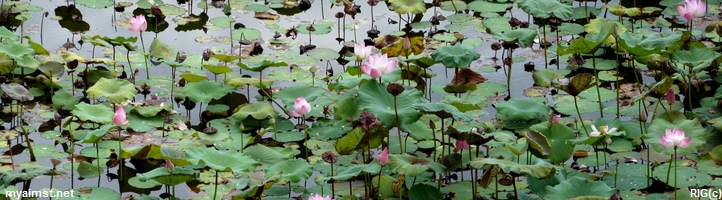 aimst lotus pond